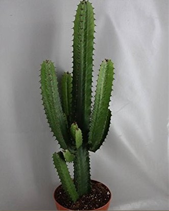 CACTUS Euphorbe  hauteur 80-100 cm